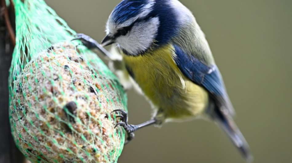 In diesem Winter nur relativ wenig Meisen in deutschen G&auml;rten unterwegs