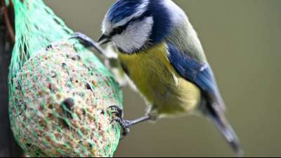 In diesem Winter nur relativ wenig Meisen in deutschen G&auml;rten unterwegs