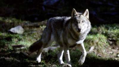 Zahl der freilebenden Wolfsrudel in Deutschland auf 128 gestiegen