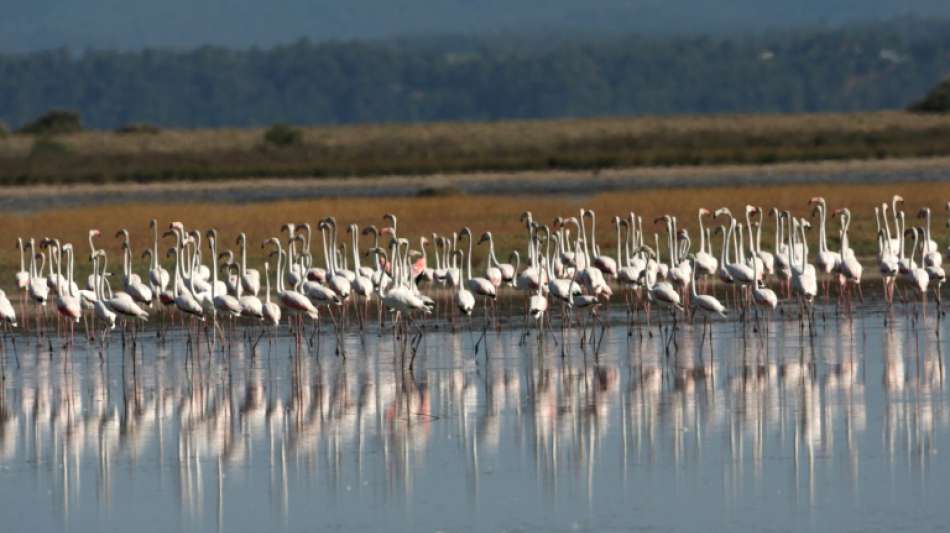 Dutzende Flamingos in Griechenland verendet