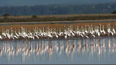 Dutzende Flamingos in Griechenland verendet