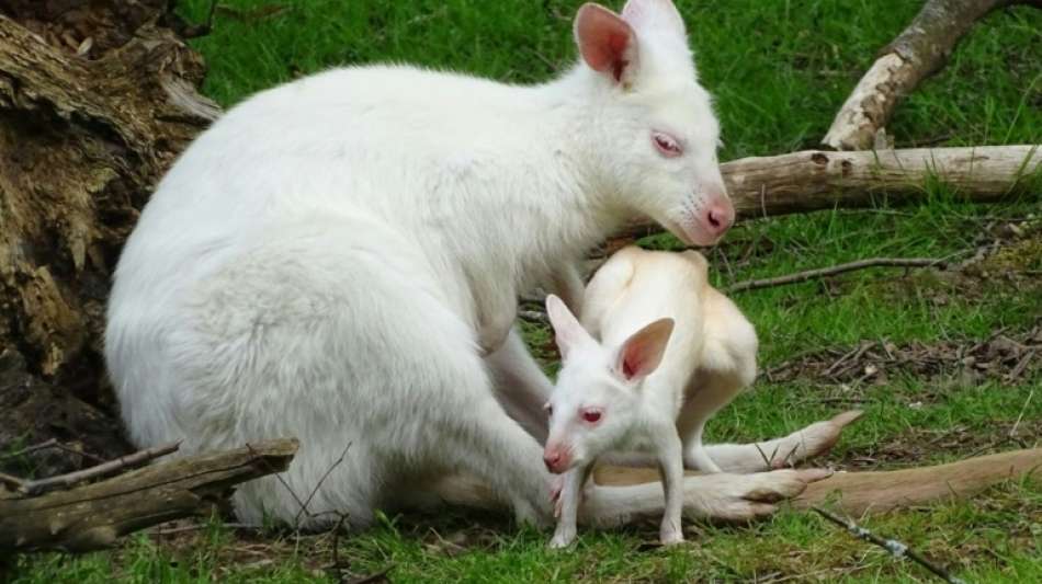 Albino-Känguru-Nachwuchs in Neunkirchen heißt Abori
