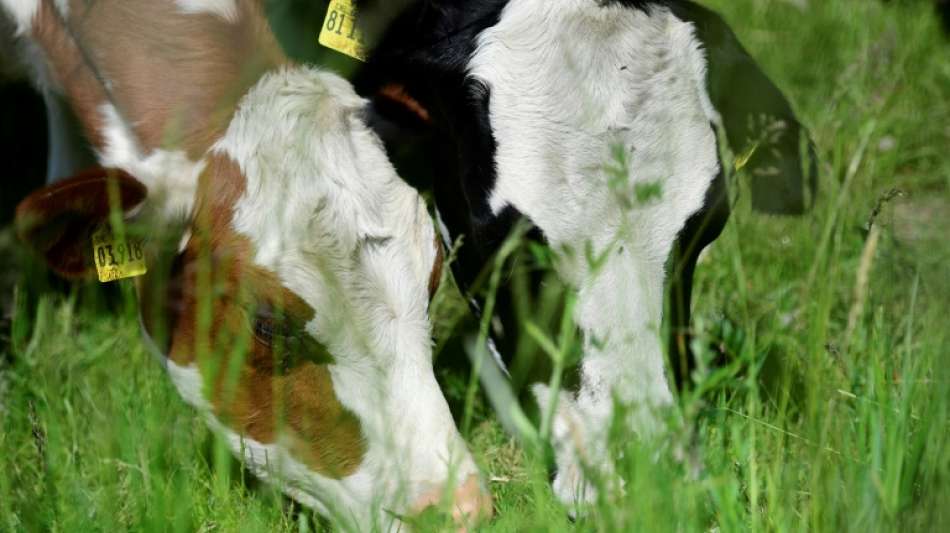 Studie: Milch aus ökologischer Weidehaltung ist besser für das Klima