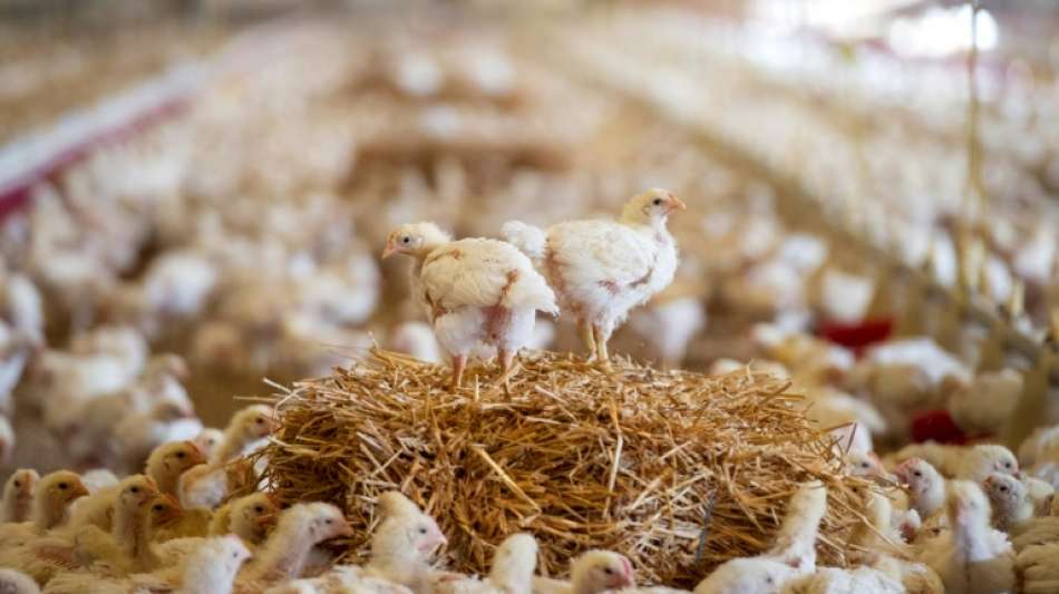 Klöckner fordert von Bauern Vorschläge für Reduktion von Reserveantibiotika