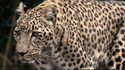 Frau bei Fotoshooting in Sachsen-Anhalt von Leopard gebissen