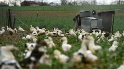 Erneut Vogelgrippe in der franz&ouml;sischen Stopfleber-Region im S&uuml;dwesten entdeckt