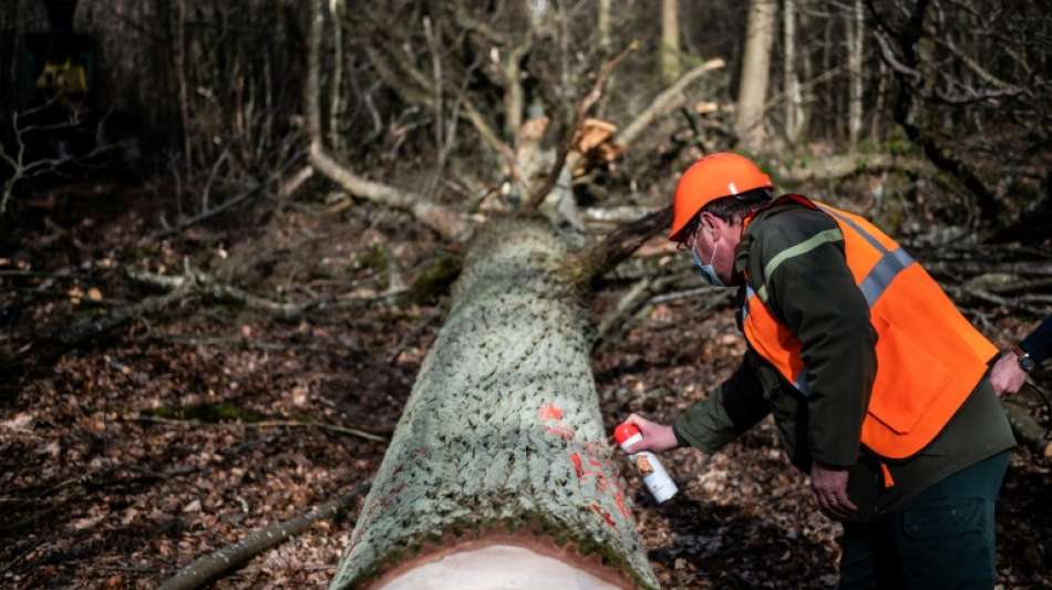 Ausbildungsberufe in Umwelt- und Klimaschutz sehr beliebt