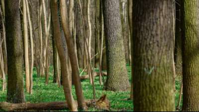 Verbandschef ruft Waldbesitzer wegen hoher Holzpreise zum S&auml;gestreik auf