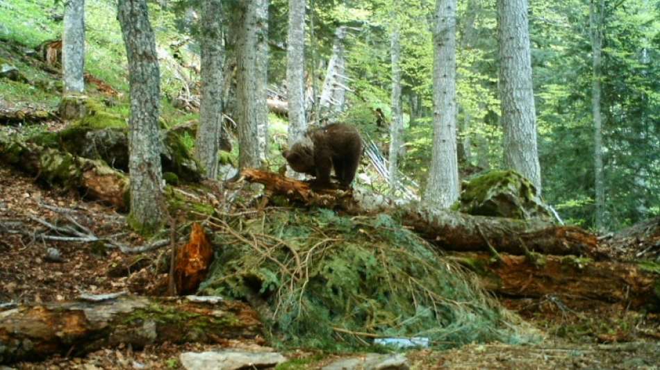 Bärin in französischen Pyrenäen nach Angriff auf Jäger erschossen