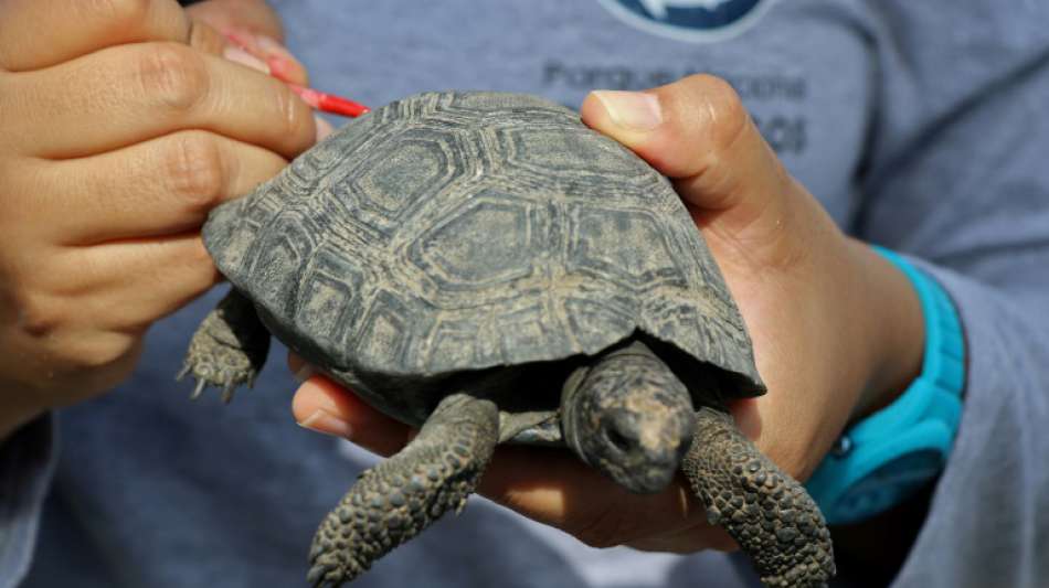 Polizist wegen Schmuggels von 185 Riesenschildkr&ouml;ten auf Galapagos festgenommen