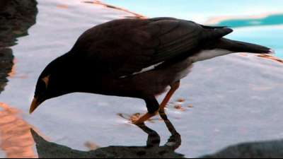 Selbst der Mynah-Vogel flieht mit Besitzerin aus Afghanistan