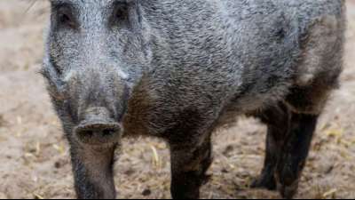 Neuer Schweinepest-Fall in Sachsen außerhalb von bisher gefährdetem Gebiet