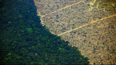 Vernichtung des Regenwaldes in Brasilien im Jahresvergleich mehr als verdoppelt