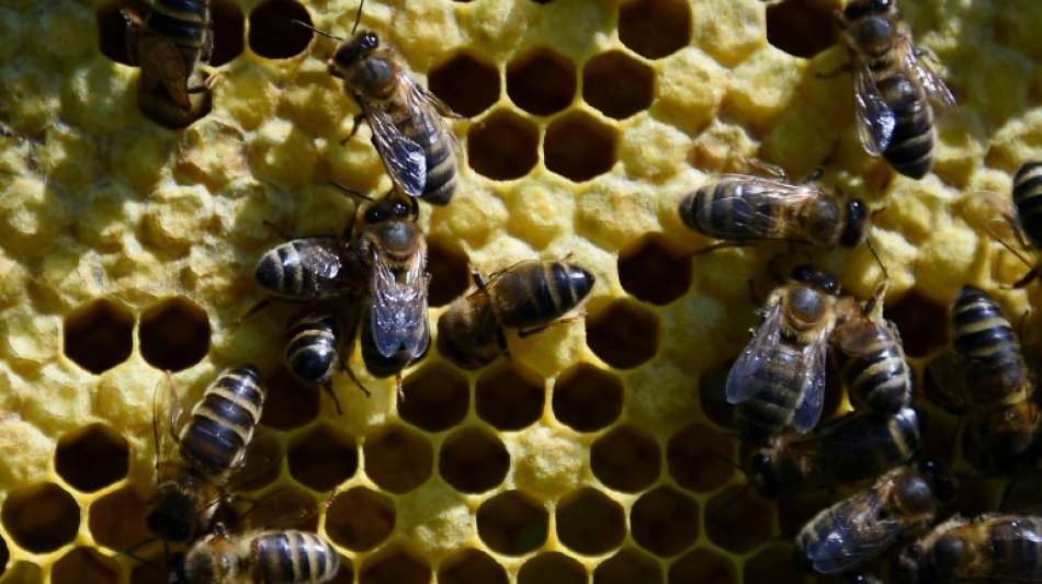 Bienenvölker in Schrebergarten mit Lack und Flüssigseife getötet