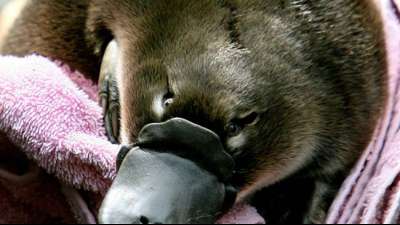 Eigene Schutzstation soll &Uuml;berleben der australischen Schnabeltiere sichern