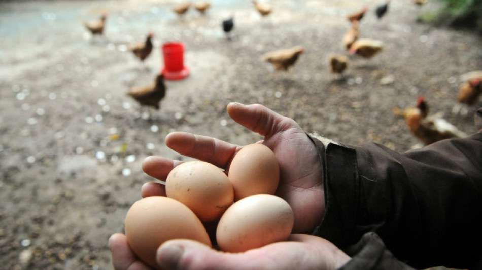 Geteiltes Echo auf Klöckners Vorschlag für strengere EU-Vorgaben für Ei-Produkte