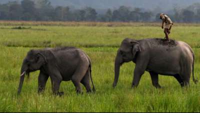 Dankbarer Inder setzt Elefantendamen als Erbinnen ein