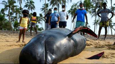 Helfer und Soldaten retten 120 gestrandete Wale vor Sri Lanka