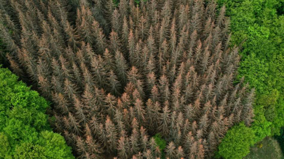 Zerstörte Waldfläche in Deutschland inzwischen auf 240.000 Hektar angewachsen