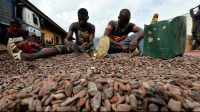 Preis für Kakao in der Elfenbeinküste wegen Corona-Krise stark gefallen 