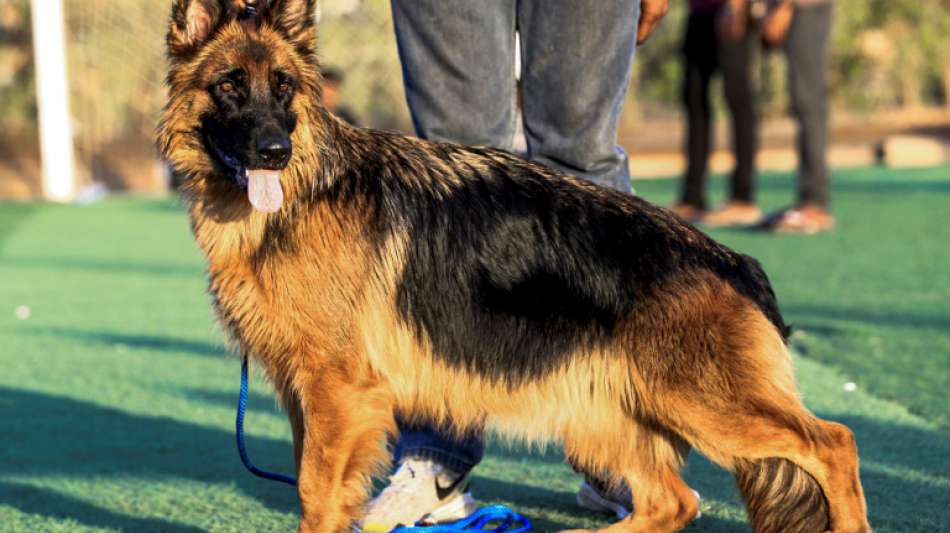Erster Hund mit bestätigter Coronavirus-Infektion in den USA ist tot