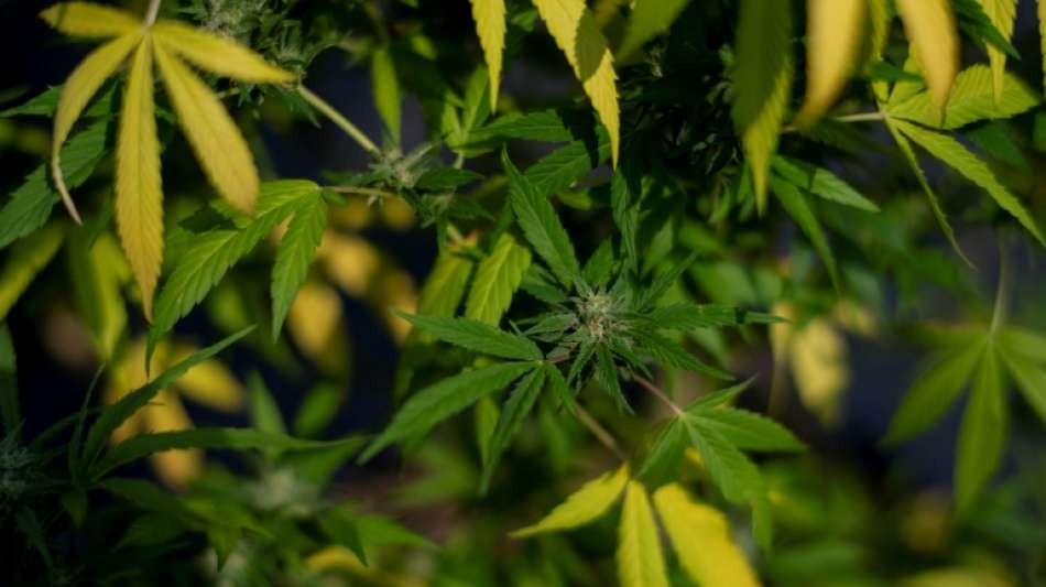 NRW-Ministerpräsident Wüst rügt eine Cannabis-Legalisierung