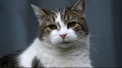 Vermisste Katze in Niedersachsen aus sechs Meter tiefem Schornstein gerettet