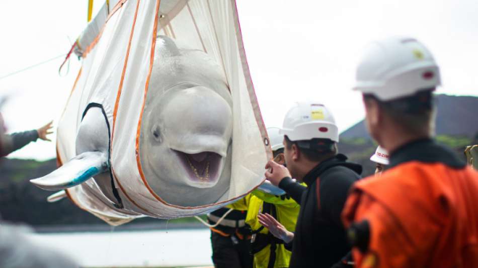 Letzte Etappe für zwei Belugas auf dem Weg ins Meer bei Island  