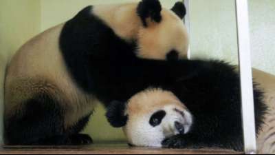 Gegl&uuml;ckter Liebesakt von Panda-Paar in franz&ouml;sischem Zoo weckt Hoffnung auf Nachwuchs