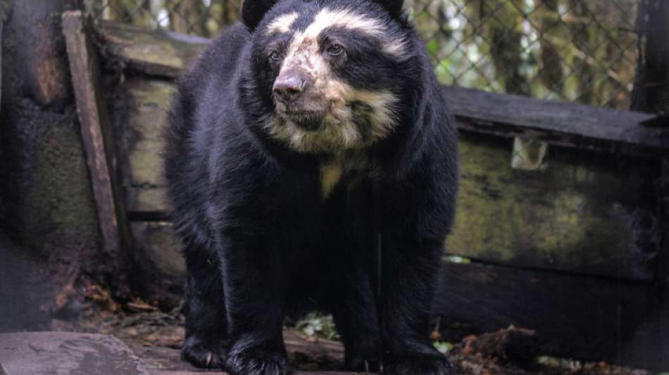 Brillenb&auml;ren "besichtigen" menschenleeres Machu Picchu