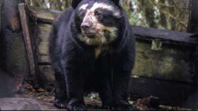Brillenb&auml;ren "besichtigen" menschenleeres Machu Picchu