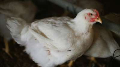 Russland meldet weltweit erste &Uuml;bertragung von H5N8-Vogelgrippe-Virus auf Menschen