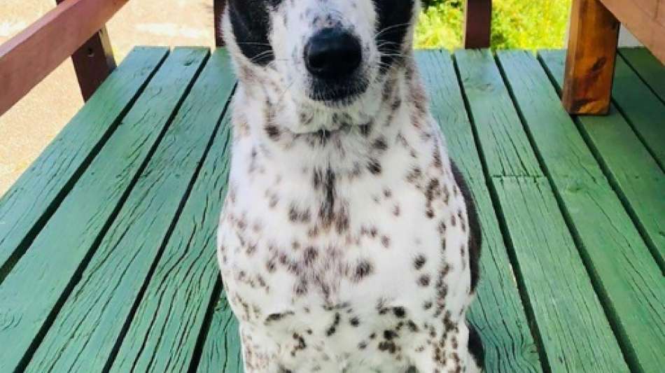 Australisches Paar will Hund mit Privatjet nach Australien holen