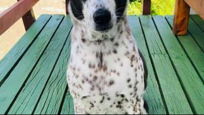 Australisches Paar will Hund mit Privatjet nach Australien holen
