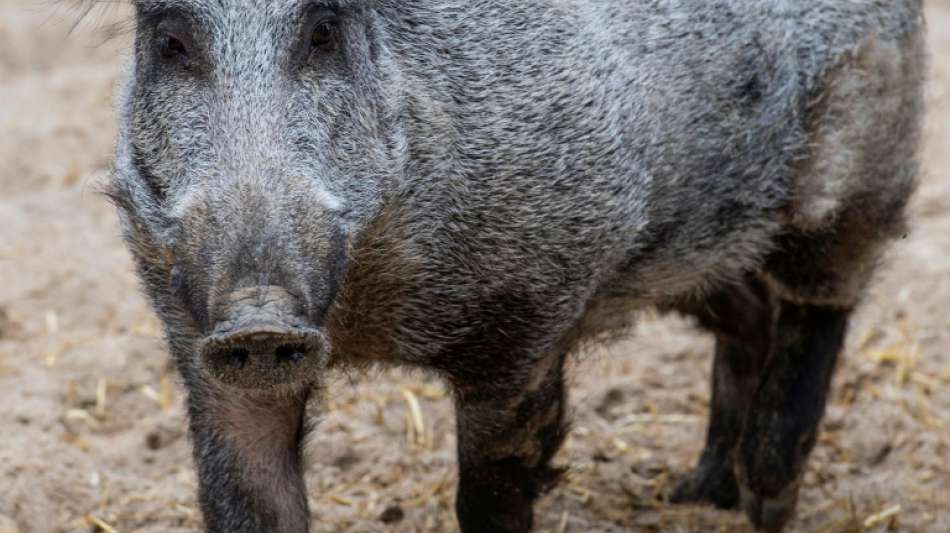 Bauern und Jäger fordern zentralen Schweinepest-Krisenstab und mehr Jagd auf Wildschweine
