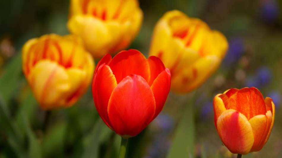 Bundesgartenschau in Erfurt f&uuml;r Besucher er&ouml;ffnet