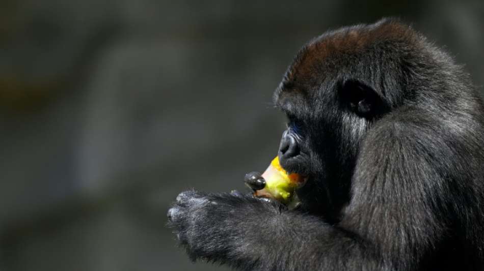 Berühmter einarmiger Gorilla in Demokratischer Republik Kongo ist tot