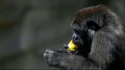 Ber&uuml;hmter einarmiger Gorilla in Demokratischer Republik Kongo ist tot