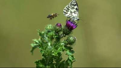 Vielfalt von Schmetterlingen soll auch in Städten gefördert werden 
