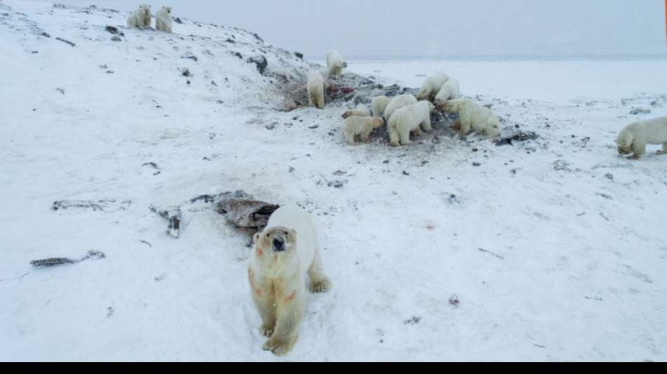 Mehr als 50 hungrige Eisbären nähern sich Dorf im äußersten Nordosten Russlands