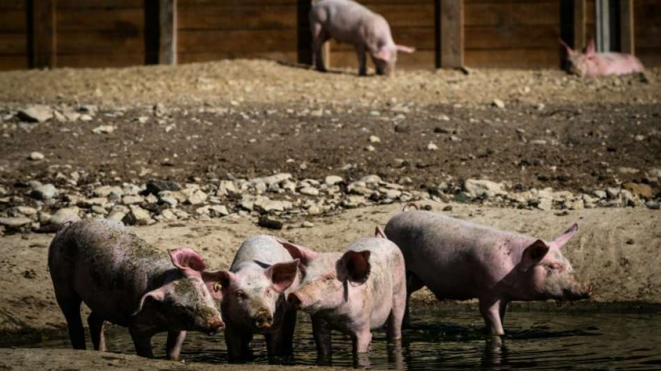 Lage ein Jahr nach erstem Schweinepestfall "weiterhin dynamisch"