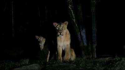 L&ouml;wen in Zoo in Singapur positiv auf Corona getestet