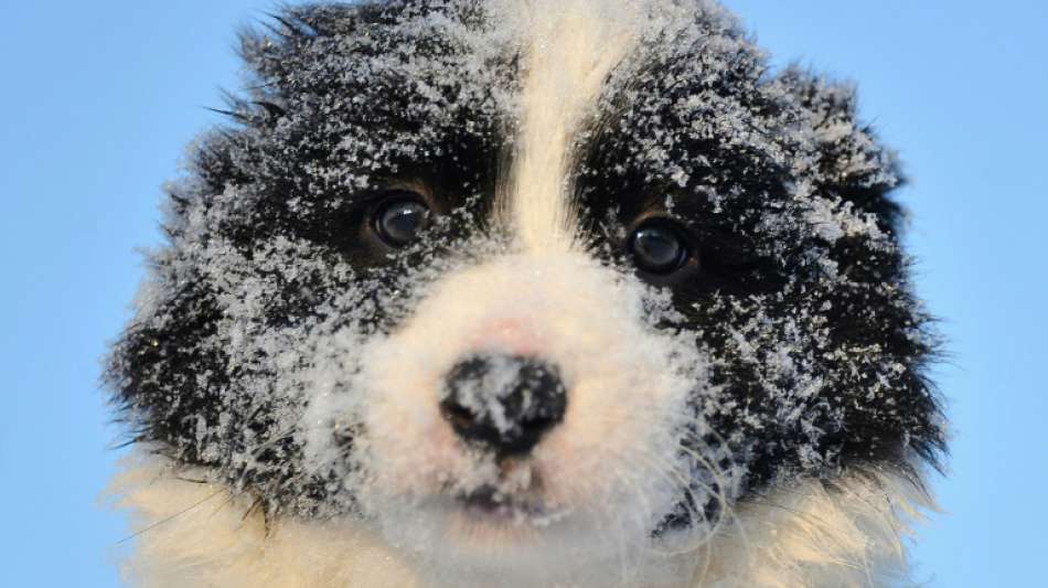Drei Tatverdächtige in Fall von illegalem Welpenhandel ermittelt