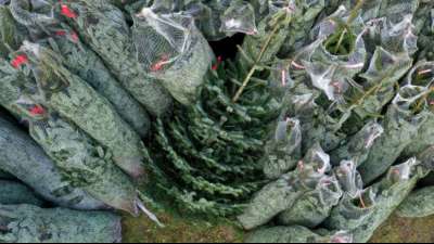 Preise f&uuml;r Weihnachtsb&auml;ume sollen weitgehend konstant bleiben
