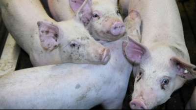 Bundeslandwirtschaftsministerium warnt vor Pflicht-Tierwohllabel