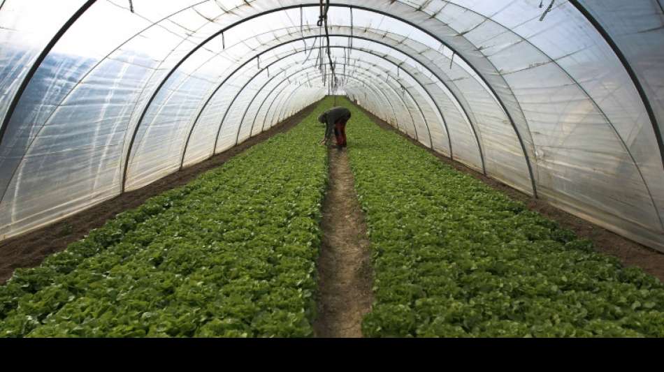 Deutschland: Beeren und Gurken in Bio-Qualit&auml;t knapp
