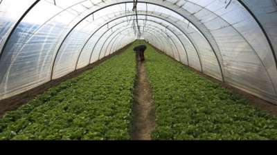 Deutschland: Beeren und Gurken in Bio-Qualit&auml;t knapp