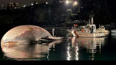 Riesiger Wal-Kadaver vor s&uuml;ditalienischer K&uuml;ste entdeckt