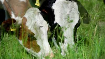 Aldi stellt auf Milch aus tierwohlgerechteren Haltungsformen um