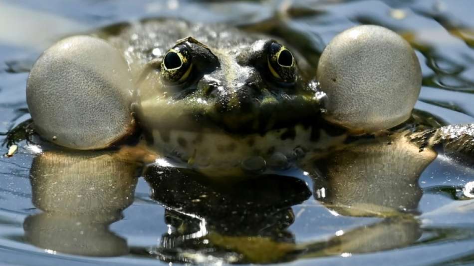 Amphibien und Reptilien in Deutschland am st&auml;rksten im Bestand gef&auml;hrdet